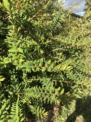 Acacia vestita