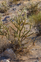 Cylindropuntia acanthocarpa