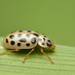 Water Ladybird - Photo (c) Gilles San Martin, some rights reserved (CC BY-SA)
