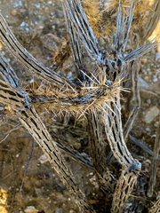 Cylindropuntia acanthocarpa