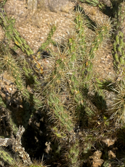 Cylindropuntia acanthocarpa