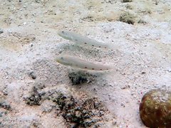 Valenciennea longipinnis