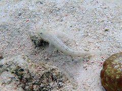 Valenciennea longipinnis