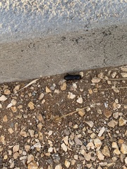 Tenebrionidae