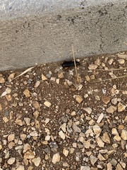 Tenebrionidae