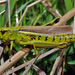 Large Marsh Grasshopper - Photo (c) Jürgen Mangelsdorf, some rights reserved (CC BY-NC-ND)