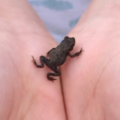 Eleutherodactylus campi