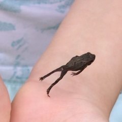 Eleutherodactylus campi