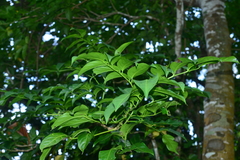 Staphylea ovalifolia