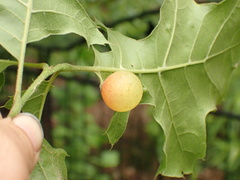 Amphibolips nubilipennis