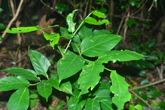 Staphylea ovalifolia