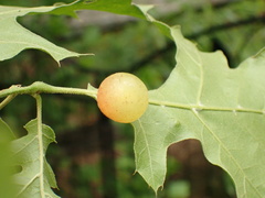 Amphibolips nubilipennis