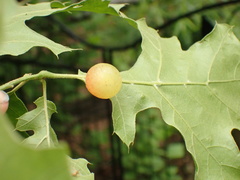 Amphibolips nubilipennis