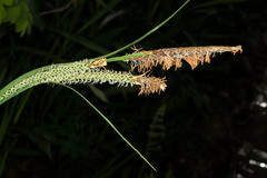 Carex stricta