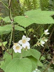 Rubus parviflorus