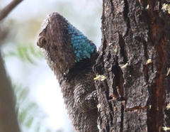 Sceloporus clarkii vallaris