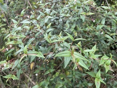 Miconia crotonifolia