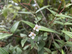Miconia crotonifolia