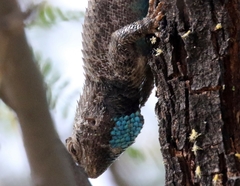 Sceloporus clarkii vallaris