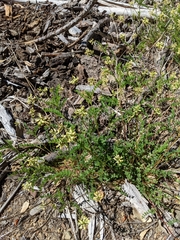 Astragalus umbraticus