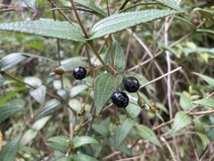 Miconia crotonifolia