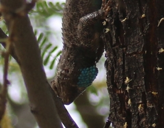 Sceloporus clarkii vallaris