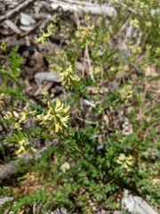 Astragalus umbraticus