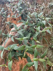 Miconia crotonifolia