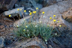 Erigeron bloomeri bloomeri
