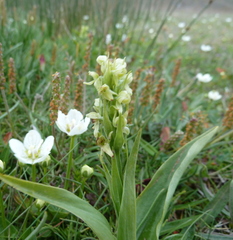 Platanthera hyperborea