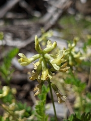 Astragalus umbraticus