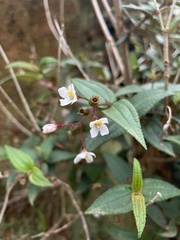 Miconia crotonifolia