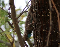 Sceloporus clarkii vallaris