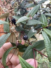 Miconia crotonifolia