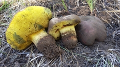 Butyriboletus primiregius