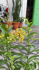 Cestrum nocturnum