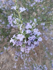 Leucophyllum frutescens