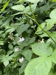 Rubus bifrons