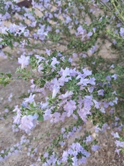 Leucophyllum frutescens