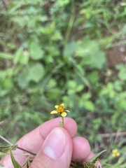 Bidens cynapiifolia
