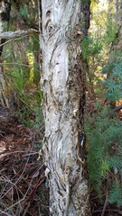 Melaleuca linariifolia