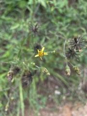 Bidens cynapiifolia