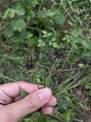Bidens cynapiifolia