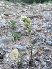 Ipomopsis spicata spicata