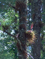 Tillandsia lampropoda