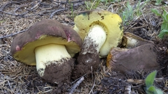 Butyriboletus primiregius