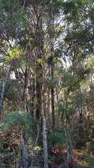 Melaleuca linariifolia
