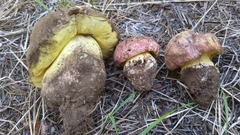 Butyriboletus primiregius