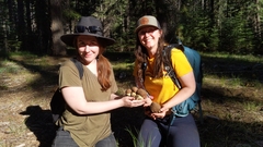 Butyriboletus primiregius