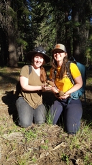 Butyriboletus primiregius